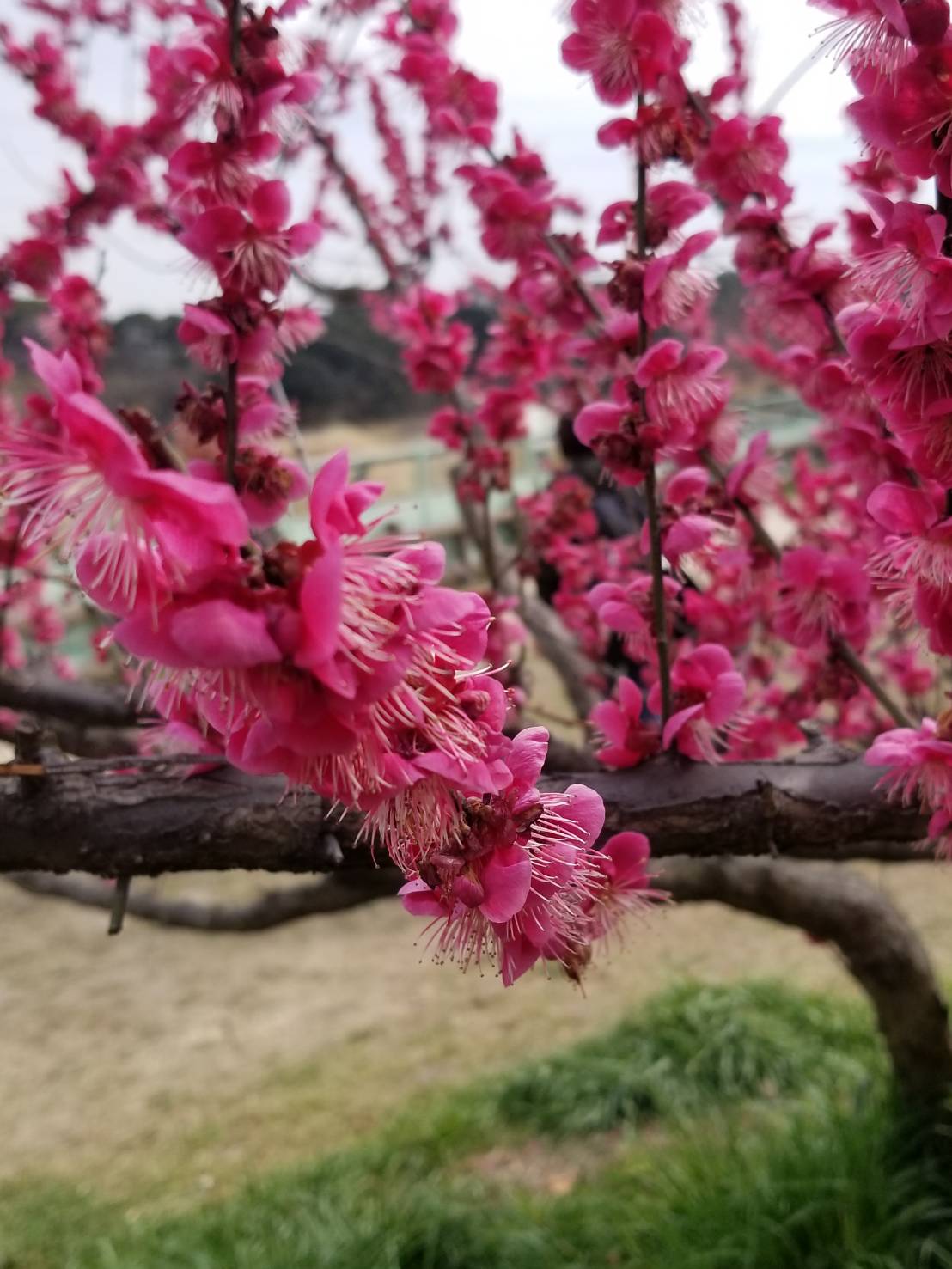 春ですね、、