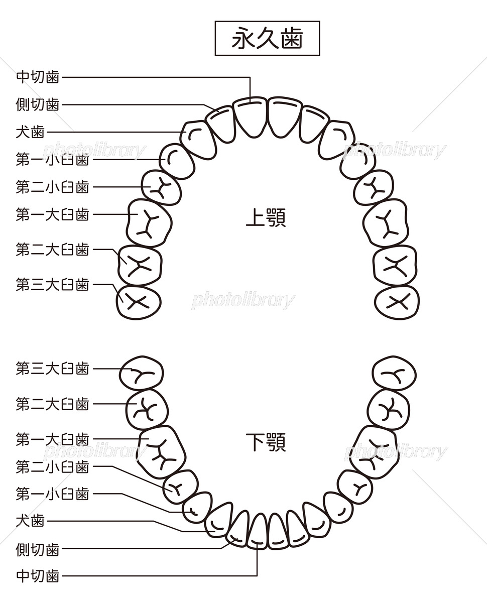 永久歯は何本はえる？🦷